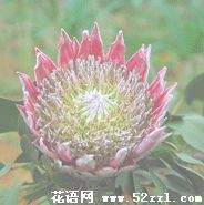 北仑帝王花（菩提花）的花语