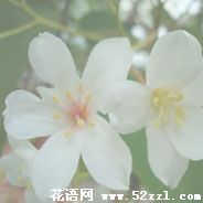 北仑油桐花的花语