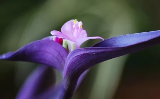 北仑兰花花语、玉兰花花语是什么？适合送什么人？