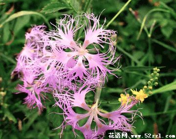 北仑瞿麦的花语