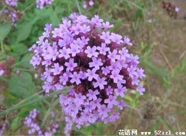 北仑百里香（麝香草）的花语