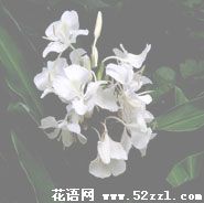 北仑姜花的花语