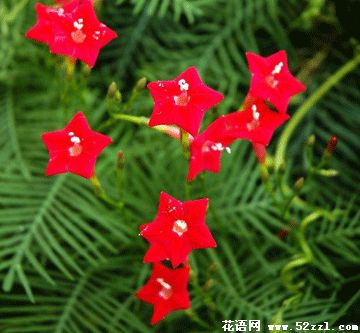 北仑五星花（茑萝花）的花语