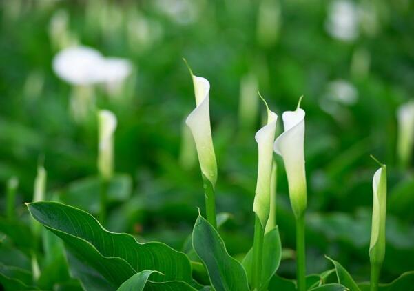 北仑海芋花的花语是什么