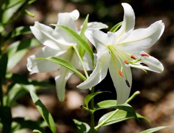 北仑狐尾百合花的花语