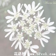 北仑蕾丝花的花语