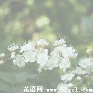 北仑珍珠梅的花语