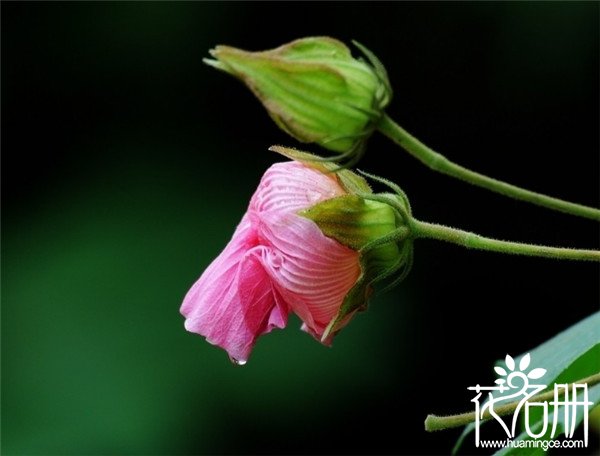 北仑芙蓉花花语是什么，贞操/纯洁/纤细之美