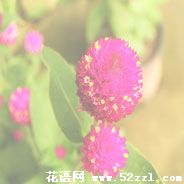 北仑千日红的花语