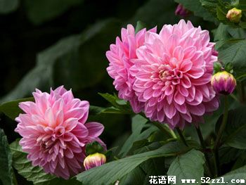 北仑大丽花的花语是什么