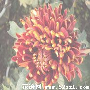 北仑菊花花语—各种菊花的花语大全