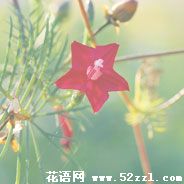 北仑五星花的花语