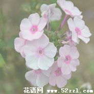 北仑美女樱（美人樱）的花语