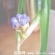 北仑孔雀兰的花语