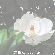 北仑广玉兰（荷花玉兰）的花语