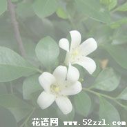 北仑九里香的花语