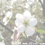 北仑梨花的花语