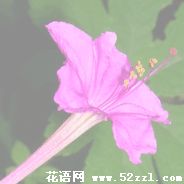 北仑胭脂花的花语