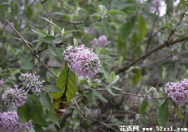 北仑密蒙花的花语