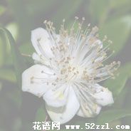 北仑香不桃的花语