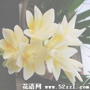 北仑香雪兰（小苍兰）的花语