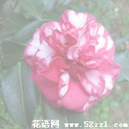 北仑红色茶梅的花语