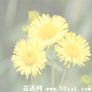 北仑六月菊的花语