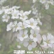 北仑珍珠花的花语