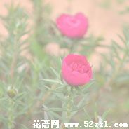 北仑半枝莲（韩信草）的花语