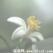 北仑柠檬花的花语