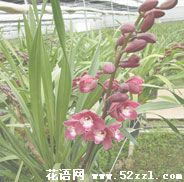 北仑大花蕙兰的花语