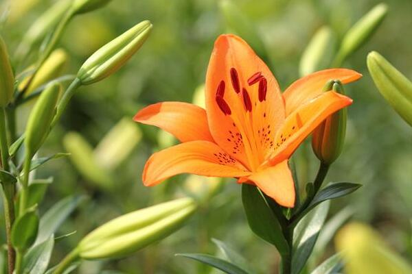 北仑百合花花语是什么，代表着美好的家庭和伟大的爱