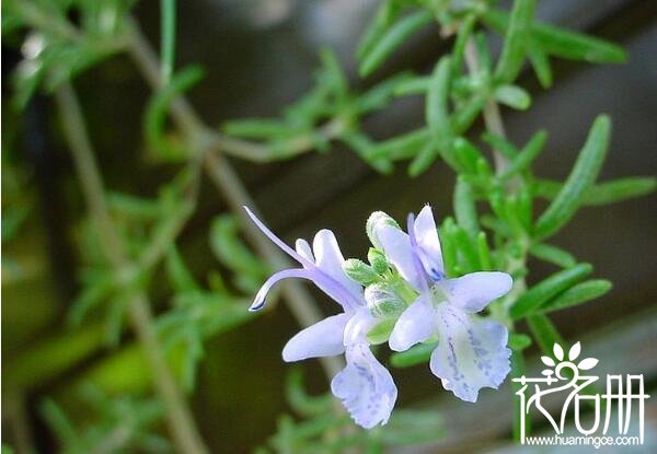 北仑迷迭香的花语是什么 留住美好的回忆