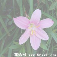 北仑韭菜兰的花语