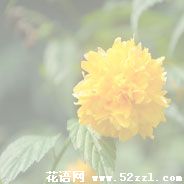 北仑棣棠花的花语