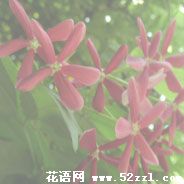 北仑使君子（留球子）的花语