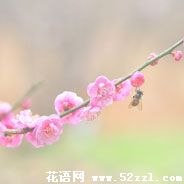 北仑梅花的花语