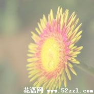 北仑白日菊的花语