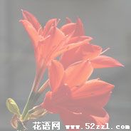 北仑火花兰的花语