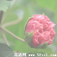 北仑芙蓉花的花语