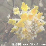 北仑打结花（黄瑞香）的花语