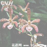 北仑花蜘蛛兰的花语