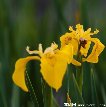 北仑小鸢尾花（明黄色）的花语