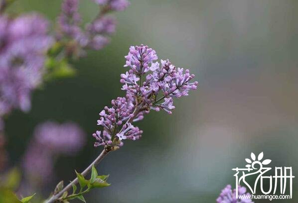 北仑丁香花的花语是什么 纯洁的初恋