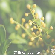 北仑米兰花的花语