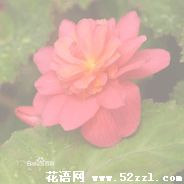 北仑待宵花的花语