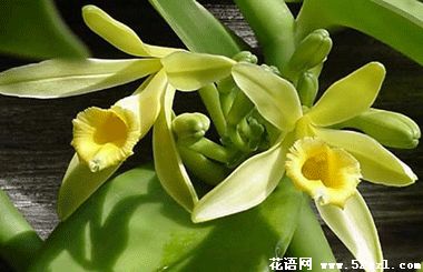 北仑香子兰（香荚兰）的花语