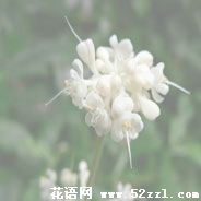 北仑杜若花的花语