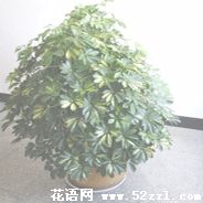 北仑鹅掌柴的花语