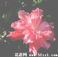 北仑杜鹃花的花语